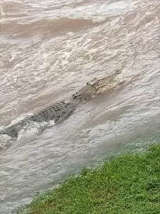 BRISBANE (AA) – Avustralya'nın kuzeydoğusundaki Queensland eyaletinde meydana gelen selin