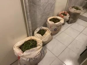 AYDIN (AA) – Aydın'ın Germencik ilçesinde durdurulan otomobilde ender bulunan