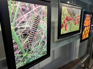 İSTANBUL (AA) – Kuzey Kıbrıs Türk Cumhuriyeti (KKTC) Cumhurbaşkanı Ersin