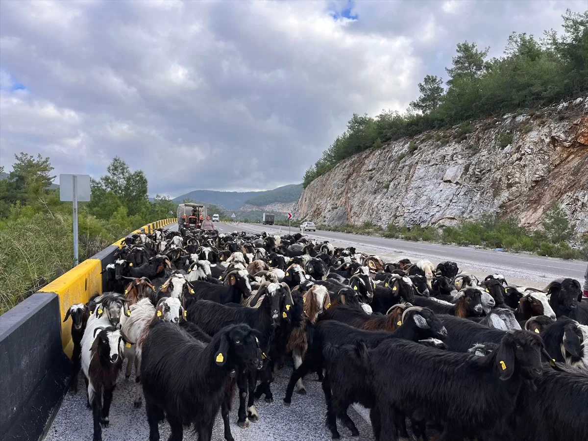 Denizli'den yola çıkan Yörükler kışı geçirmek için Muğla'ya göçtü