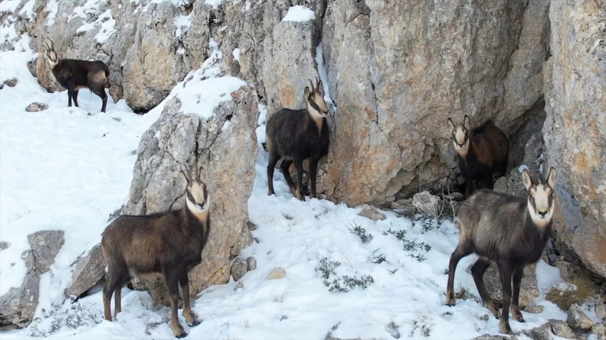 Erzincan'da karlı arazide yiyecek arayan çengel boynuzlu dağ keçileri görüntülendi