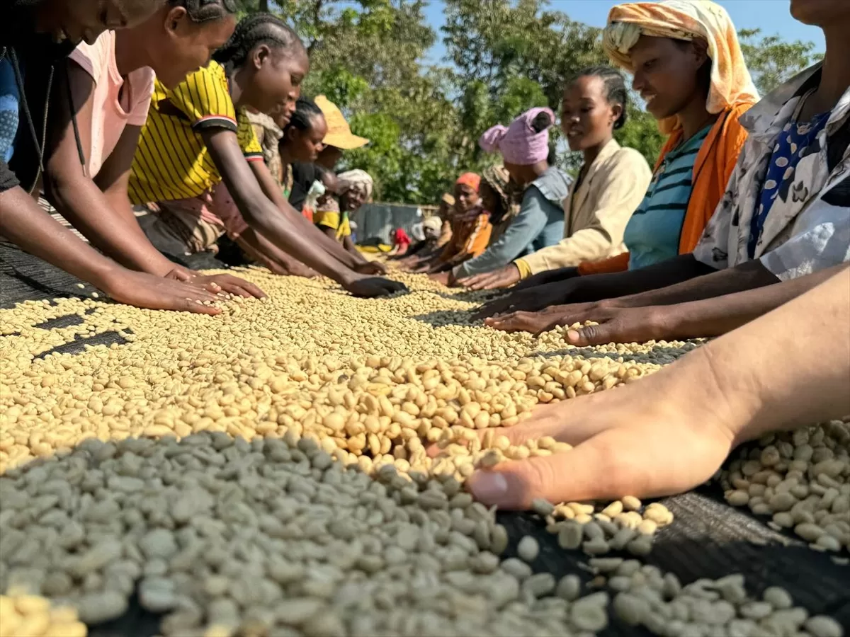 Etiyopya'dan dünyaya dağılan “vazgeçilemeyen lezzet” kahve