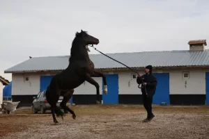 ESKİŞEHİR (AA) – DENİZ AÇIK – Yarış kariyeri boyunca sahibine