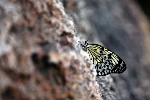 KONYA (AA) – ANIL KURU – Normal zamanlarda ortalama 10