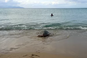 AYDIN (AA) – Aydın'ın Kuşadası ilçesinde tedavileri tamamlanan 3 caretta