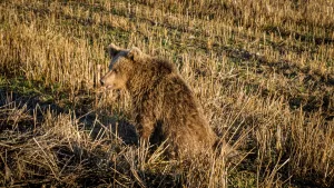 KÜTAHYA (AA) – Kütahya'nın Domaniç ilçesinde, yerleşim yerine yakın bir