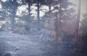 MERSİN (AA) – Mersin'in Bozyazı ilçesinde ormanda dolaşan bir vaşağın