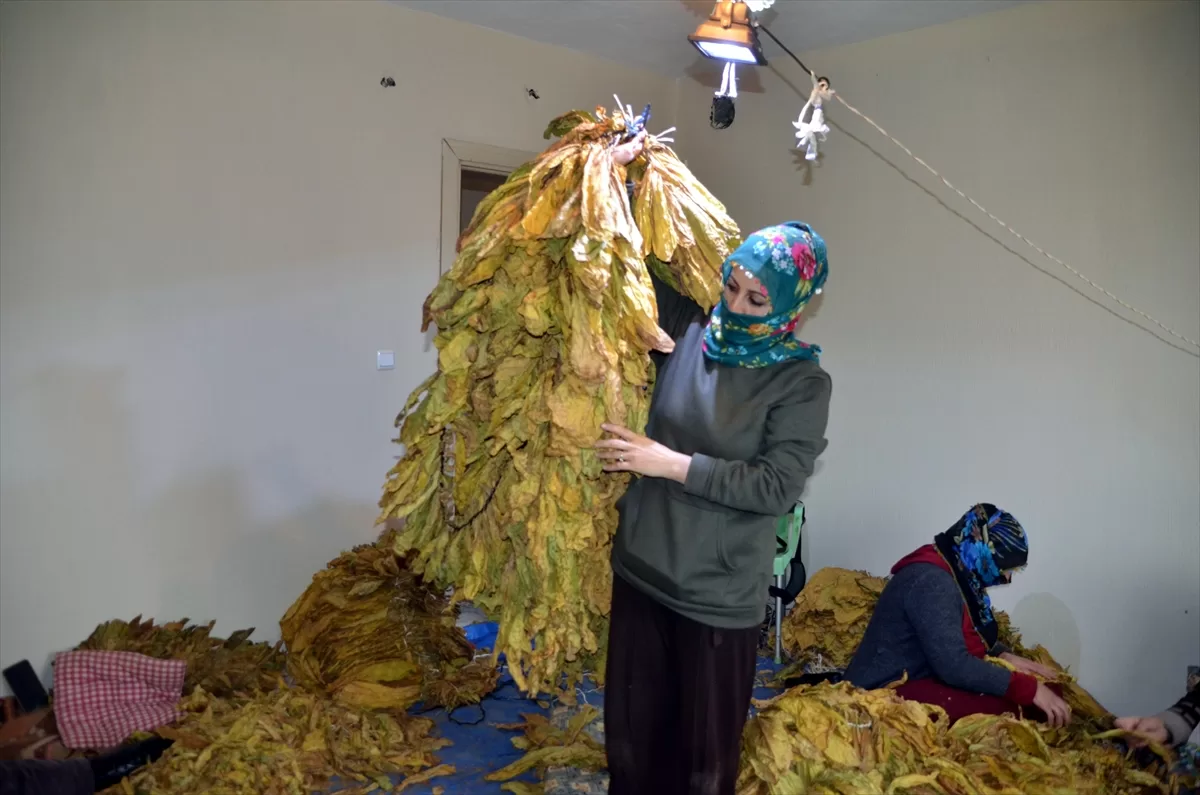 Muş'ta yetiştirilen tütünün satış hazırlıkları başladı