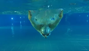 ANTALYA (AA) – OKTAY ÖZDEN – Türkiye Özel Sporcular Spor