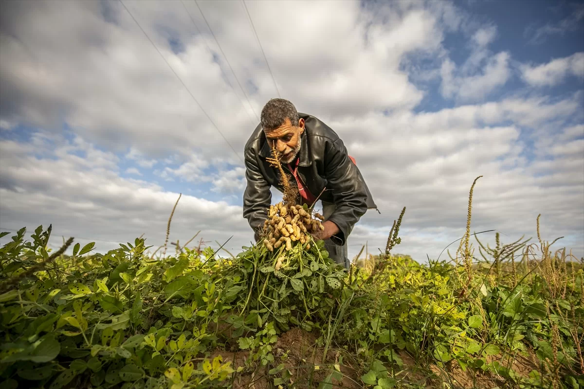 Son yıllarda kuraklıkla mücadele eden Tunus’ta yer fıstığı hasadı başladı