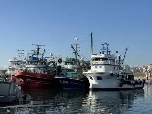 TEKİRDAĞ (AA) – Marmara Denizi'nde avlanan Tekirdağlı balıkçılar, limana torik