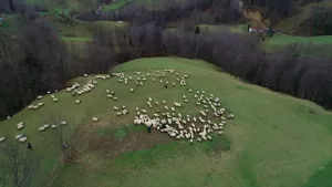 TRABZON (AA) – Trabzon'un dik yamaçlarında, koyun sürüleriyle şenlenen meralarda