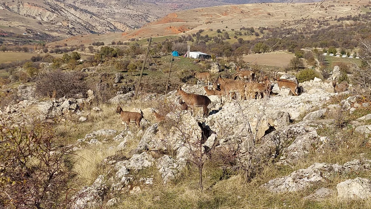 Tunceli'de koruma altındaki yaban keçileri yerleşim yerine indi