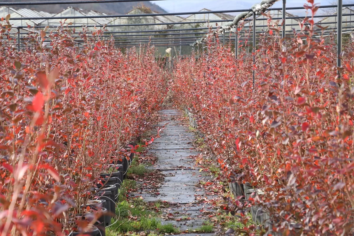 YALOVA (AA) – Dünyada 2,5 milyar dolarlık pazara sahip olan