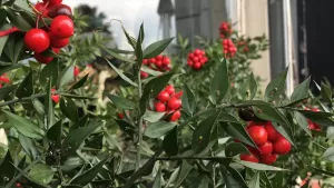 ZONGULDAK (AA) – Zonguldak'ın Karadeniz Ereğli ilçesinde, kırmızı tomurcuklu görüntüsüyle