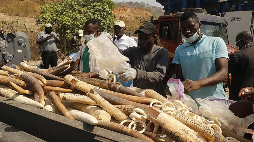 Nijerya’da 11,2 milyon dolar değerinde fildişi imha edildi