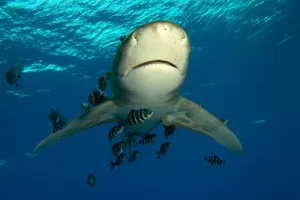 ANKARA (AA) – Anadolu Ajansı (AA) Su Altı Görüntü Yönetmeni