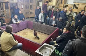 ADANA (AA) – Adana'nın merkez Yüreğir ilçesinde horoz dövüştüren 32