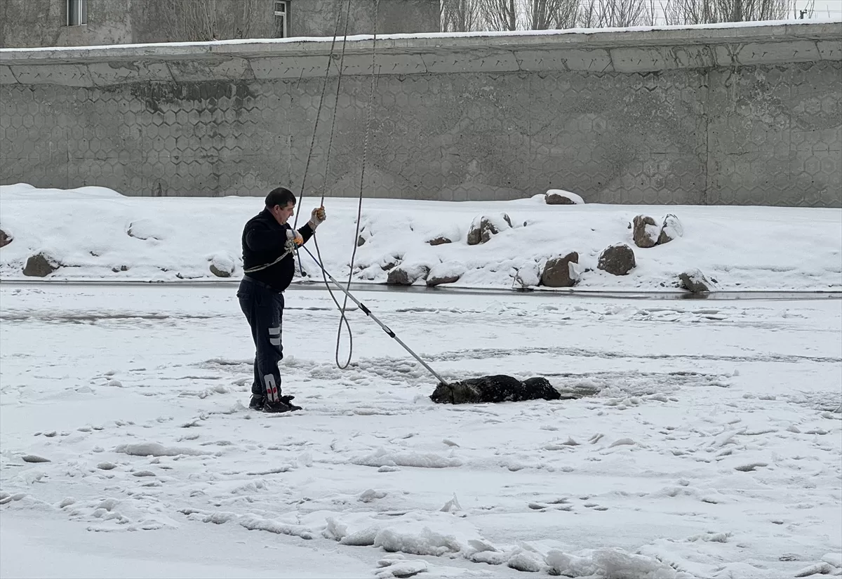 Ağrı'da donan nehirden geçerken kırılan buz tabakasında sıkışan köpek kurtarıldı