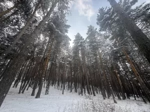ERZURUM (AA) – Tunceli ve Ardahan'da kar yağışı, Erzurum ile