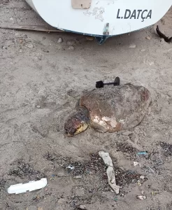 MUĞLA (AA) – Muğla'nın Datça ilçesinde yaralı bulunan caretta caretta,