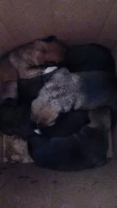 EDİRNE (AA) – Edirne'nin Keşan ilçesinde bir koli içerisinde çöp