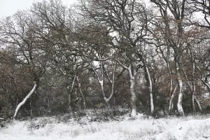 EDİRNE (AA) – Edirne'nin yüksek kesimlerinde etkili olan kar yağışı