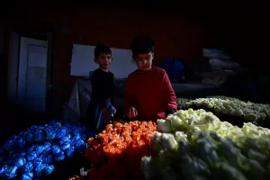 - Gül üretiminde ilk sırada yer alan İzmir'de hasat edilen