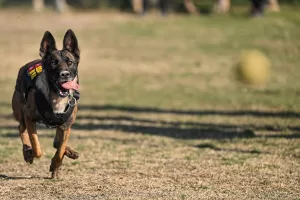 ANKARA (AA) – Hava Kuvvetleri Komutanlığı bünyesinde patlayıcı madde arama