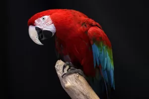 KAYSERİ (AA) – SERCAN KÜÇÜKŞAHİN – Kayseri Büyükşehir Belediyesi Hayvanat