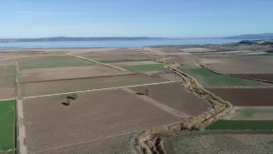 ÇANAKKALE (AA) – Coğrafi işaretli Çanakkale domatesinde kuraklığın etkisiyle 2023