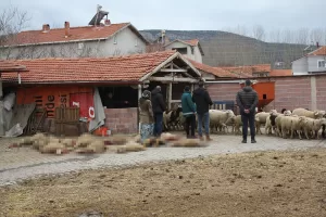 KÜTAHYA (AA) – Kütahya'nın Tavşanlı ilçesinde ağıla giren sahipsiz köpekler,
