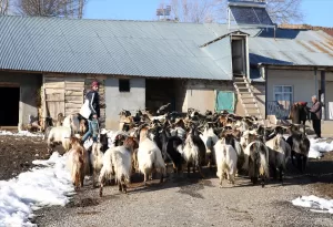 MUŞ (AA) – Muş'ta hayvanlarını mezrada besleyen besiciler, depoladıkları yemin
