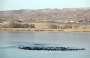 SİVAS (AA) – Sivas'ta soğuk hava nedeniyle Hafik Gölü'nün yüzeyi