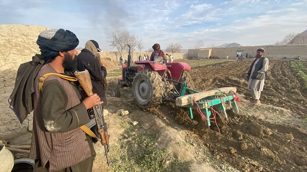 Taliban yönetimi haşhaş ekili tarlaları yok etmeye devam ediyor