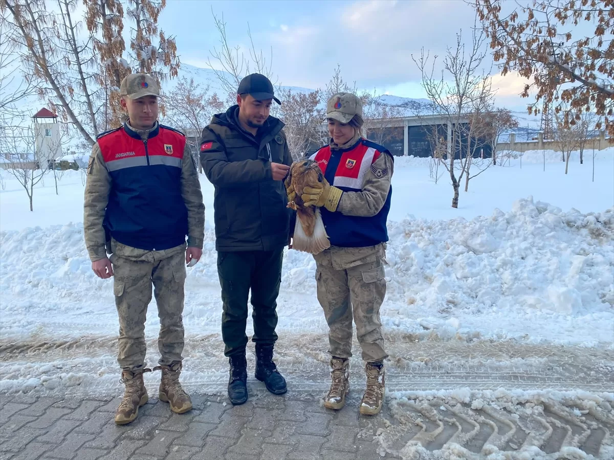 Van'da yaralı bulunan kızıl şahin koruma altına alındı