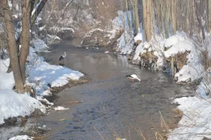 HAKAKRİ (AA) – Hakkari'nin Yüksekova ilçesinde yıllardır göç etmeyerek elektrik