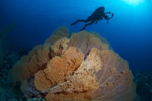ANKARA (AA) – Su Altı Görüntü Yönetmeni ve Belgesel Yapımcısı