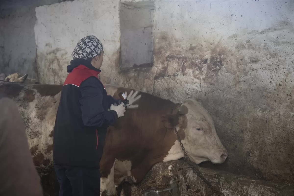 Ağrı'da ekipler köy köy gezerek hayvanlara şap aşısı yapıyor