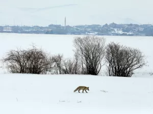 ARDAHAN (AA) – Ardahan'da, aç kalan tilkilerin kar altında yem