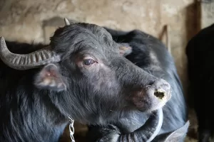 EDİRNE (AA) – Edirne'de, devlet desteğiyle manda yetiştirmeye başlayan besici