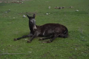 HALEPÇE (AA) – HEMİN OTHMAN MOHAMMED – BEKİR AYDOĞAN –