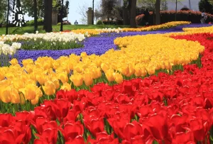 İSTANBUL (AA) – İstanbul Lale Vakfı, kenti rengarenk süslemek için