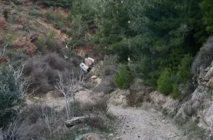 İZMİR (AA) – İzmir'in Beydağ ilçesinde uçuruma yuvarlanan tomruk yüklü