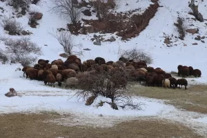 IĞDIR (AA) – Iğdır'ın yüksek kesimlerinde etkili olan kar ve