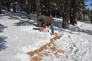 KARS (AA) – Kars'ın Sarıkamış ilçesinde kar nedeniyle yiyecek bulmakta