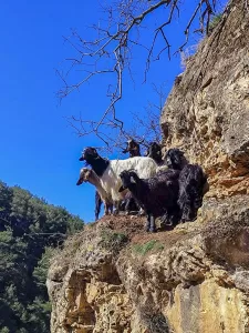 UŞAK (AA) – Uşak'ın Sivaslı ilçesinde kayalıklarda mahsur kalan 8