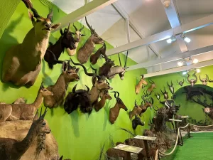 - Şüphelinin Arnavutköy'deki müze haline getirdiği adresinde, jaguar, kutup ayısı