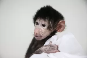 MERSİN (AA) – MUSTAFA ÜNAL UYSAL – Mersin'deki Tarsus Doğa