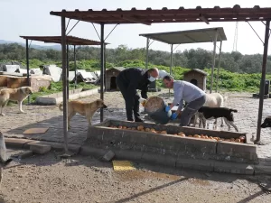 - Edremit ilçesindeki olayı güvenlik kamerasıyla görüntüleyen hayvanseverler, yiyecekleri götüren